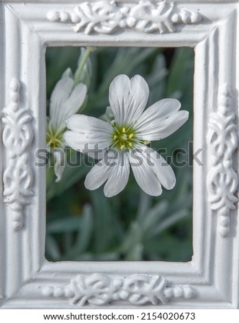 Blooming Cerastium tomentosum or Snow-in-summer white flowers in the white ornamental picture frame.