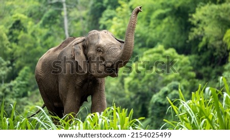 Asia Elephant in Thailand, Asia Elephants in Chiang Mai. Elephant Nature Park, Thailand Royalty-Free Stock Photo #2154025499