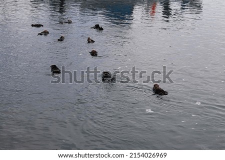 Otters in the water Pacific Ocean Morro Bay