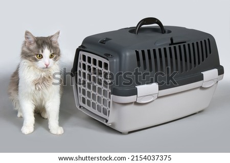 The cat sits near the carrier container for the animals. Carrier container for cats on a gray background. Royalty-Free Stock Photo #2154037375