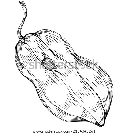 Peanut hand-drawn Vector Illustration isolated on white background. Retro style farm product for restaurant menu, market label, logo, emblem and kitchen design. Decoration for food packaging.