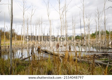 A swamp with dry dead trees, logs, and flowering cattails. Environmental problems, waterlogging of the territory, uninhabitable areas. Natural background Royalty-Free Stock Photo #2154048797
