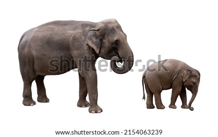 Indian elephant with baby isolated picture. Photo with the asian elephant family.