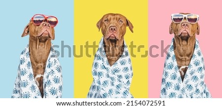 Cute, pretty brown puppy and towel. Travel preparation and planning. Closeup, indoors. Studio photo, isolated background. Concept of recreation, travel and tourism. Pets care