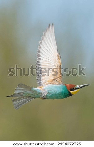 European bee eater - Merops apiaster - in flight with spread wings at green background. Photo from Dobruja in Bulgaria.