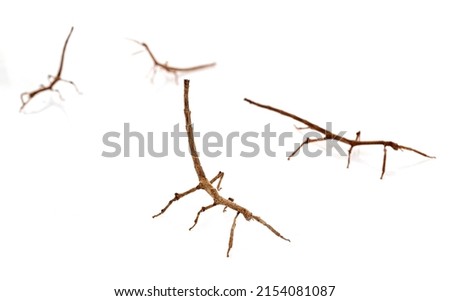 stick insect Achrioptera manga in front of white background