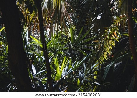 Tropical jungle background with trees and palm trees. Copy space. Selective focus.