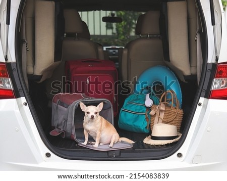 Portrait of brown chihuahua dog  sitting in front of traveler pet carrier bag in car trunk with travel accessories, looking at camera. ready to travel. Safe travel with animals.
