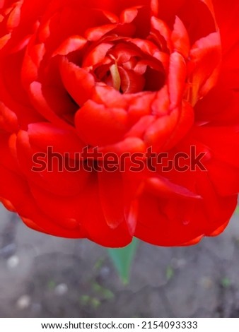 Colorful tulip flower close up on gray background.