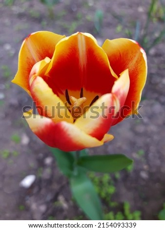 Colorful tulip flower close up on gray background.