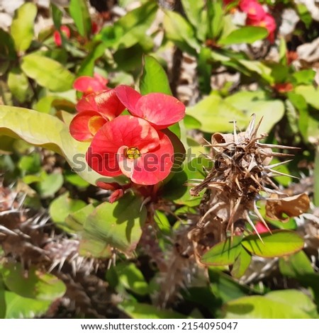Succulent plant Crown of thorns ( latin Euphorbia milii ) known as Christ plant, or Christ thorn, is a species of flowering plant in the spurge family Euphorbiaceae, native to Madagascar. Royalty-Free Stock Photo #2154095047