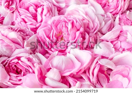 Pink Damask rose buds.Ingredients for natural cosmetics, oils and jams.Beautiful floral background