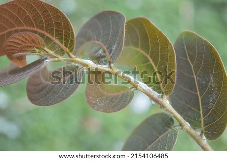 Ferrisia perched on the leaf of the Phyllanthus mirabilis.