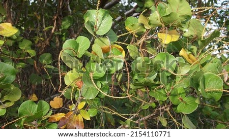 Seagrape or baygrape trees (Coccoloba uvifera) thicket, Cuba, Varadero Royalty-Free Stock Photo #2154110771