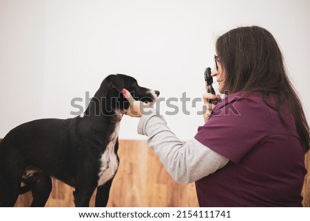 A female veterinarian doing an eye examination by ophthalmoscope to a dog.veterinary ophthalmology concept. Royalty-Free Stock Photo #2154111741