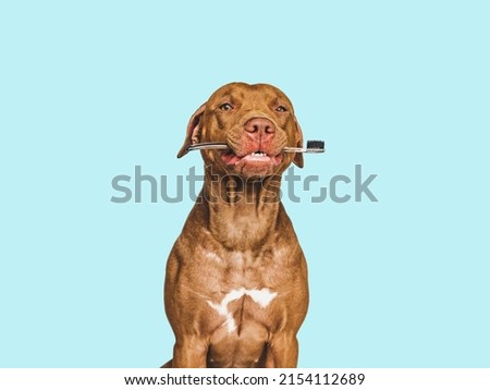 Lovable, pretty brown puppy and toothbrush. Close-up, indoors. Studio photo, isolated background. Pet care concept