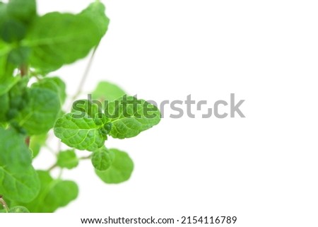 Fresh peppermint branch with leaves on the left side isolated white background and place for text macro