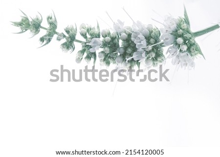 Peppermint blooming flower  with little white buds and leaves cool tole in upper side of picture isolated on light background macro