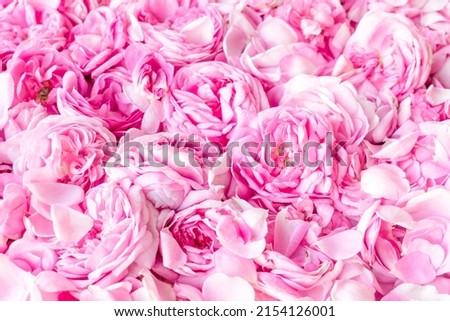 Pink Damask rose buds.Ingredients for natural cosmetics, oils and jams.Beautiful floral background.Shallow depth of field, soft focus