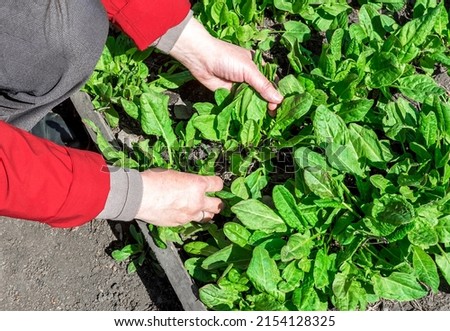 The gardener collects fresh sorrel leaves in the garden. The first spring vegetable harvest Royalty-Free Stock Photo #2154128325