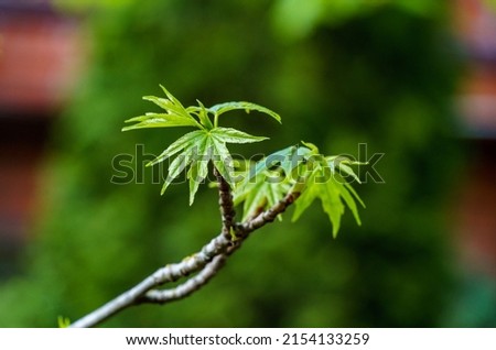 Liquidambar styraciflua or American sweetgum with fresh green leaves grows on  branch on blurred green background. Amber tree twig in spring garden. Place for your text