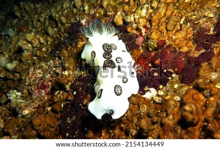 A Jorunna Funebris nudibranch crawling Boracay Island Philippines                              