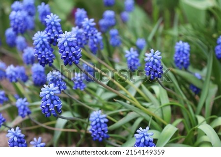 Bell-shaped blue flowers in the spring. Blooming muscari in the field. Armenian grape hyacinth or garden grape-hyacinth in the family Asparagaceae. Soft focus. Seasonal wallpaper for design Royalty-Free Stock Photo #2154149359