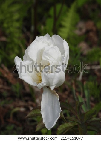 white tulip with blurred background