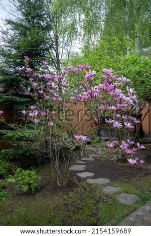pink blooming magnolia tree in the garden 