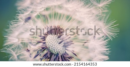 Closeup of dandelion on natural background, artistic nature closeup. Spring summer background. Dream nature macro, floral plant. Abstract soft blue green seasonal wildflower. Wish and dream concept Royalty-Free Stock Photo #2154164353