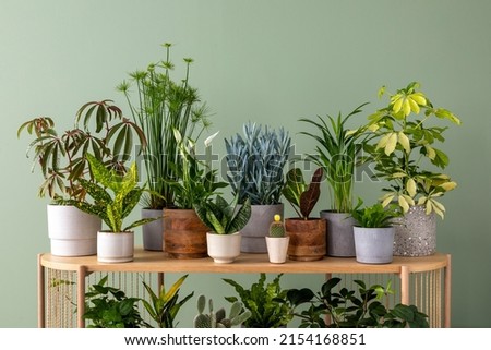 Creative composition of botanic home interior design with lots of plants in classic designed pots and accessories on the wooden chest of drawers. Green wall. Nature and plants love concepts. 