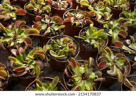 Plant pots with red Venus flytrap close up full frame as merchandise