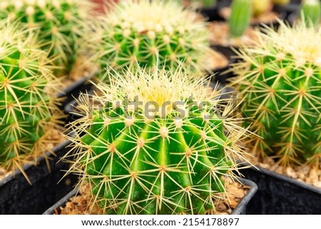 Many species of cacti are planted in pots. in the nursery