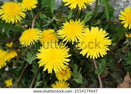 Meadow with yellow dandelions on a sunny day, close-up. Flowers of spring.