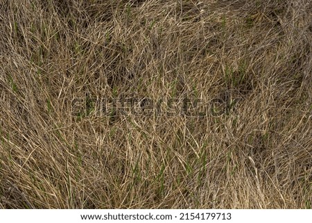 Long, dry, yellow grass dried in a parched swamp to form a beautiful natural texture.