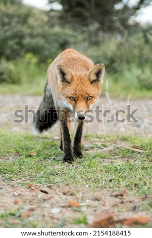 Young Red Fox Standing on the Grass in A National Park