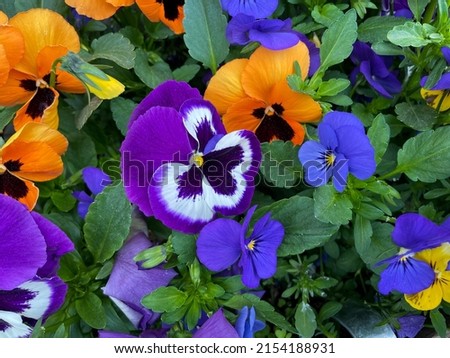 Stunning view of vibrant purple violet, blue and yellow orange Viola Cornuta pansies garden balcony flowers directly above view, floral wallpaper background with heartsease pansy flowers