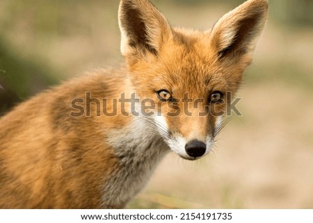 Young Red Fox Face Close Up in A Nature Background