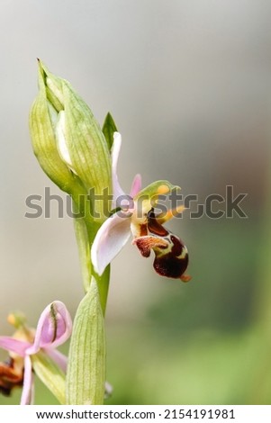 Khari Bulbul flower, symbol of Shusha, Ophrys Caucasica Royalty-Free Stock Photo #2154191981