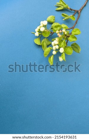 Spring blossom on the brunch on blue paper background