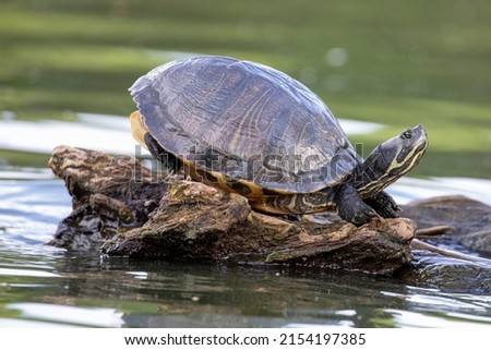 Yellow Bellied Slider on a Cypress Knee