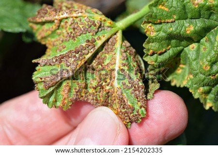 Puccinia malvacearum pathogen on a plant of the family Malvaceae Royalty-Free Stock Photo #2154202335