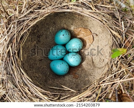 a close-up with a nest with blackbird eggs (urdus merula) Royalty-Free Stock Photo #2154203879