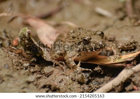 picture of beautiful frog resting on ground
Fejervarya limnocharis is a species of frog found in South East Asia and parts of Indochina. It is known under many common names, including Boie's wart frog