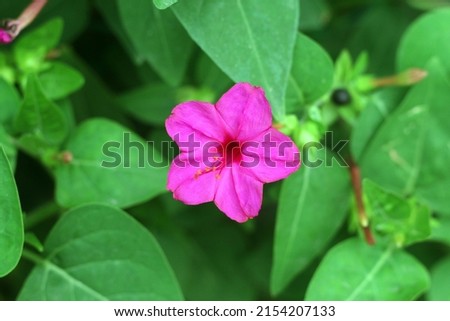 Beautiful purple catharanthus roseus in the garden.High quality photo and exclusive, isolated