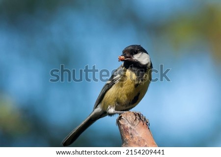 The female Great tit, Parus major, mother, perching in front of the nest with brown insect in her beak for feeding their nestling, hatchlings or fledglings babies in Europe. Eating and hungry birds. 