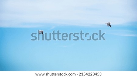 Two Seagull Flying on Cloudy Blue Sky.Backgrounds Concept