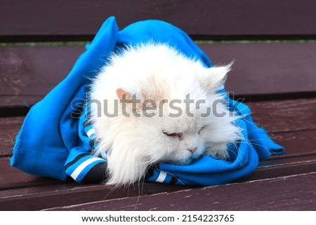 White adult cat resting on a bench