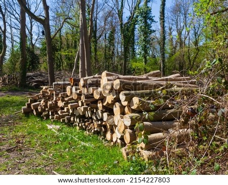 Pile of logs on the side of a path in an ancient woods