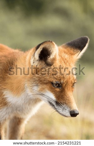 Red Fox Face Close Up In A Nature Background